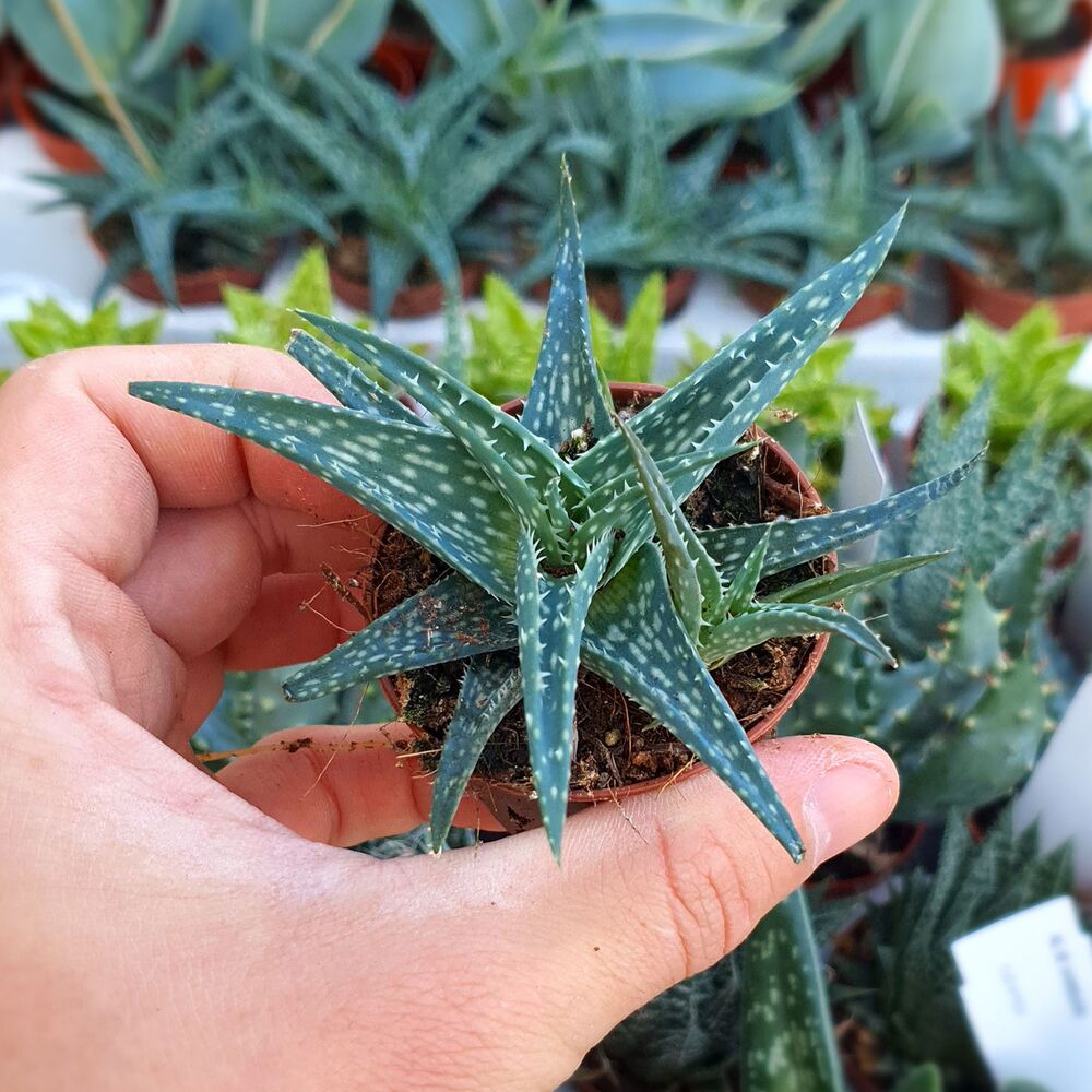 ALOE DESCOINGSII (CITES APPENDIX I), image 