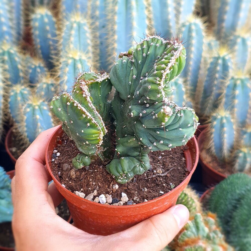 CEREUS PERUVIANUS CORAL CRESTATA, image 