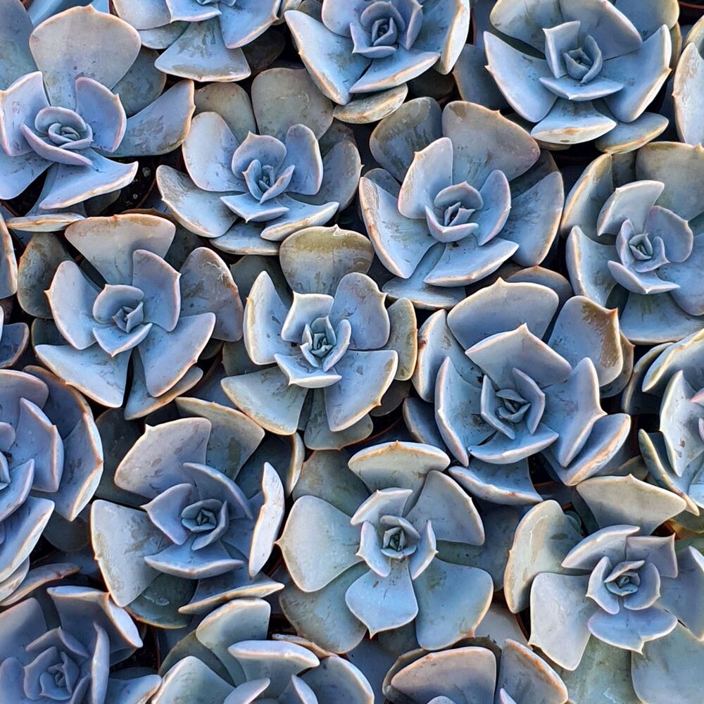 ECHEVERIA LILACINA, image _ab__is.image_number.default