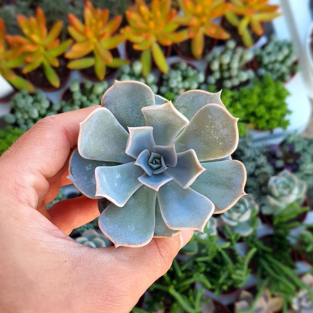 ECHEVERIA LILACINA, image 