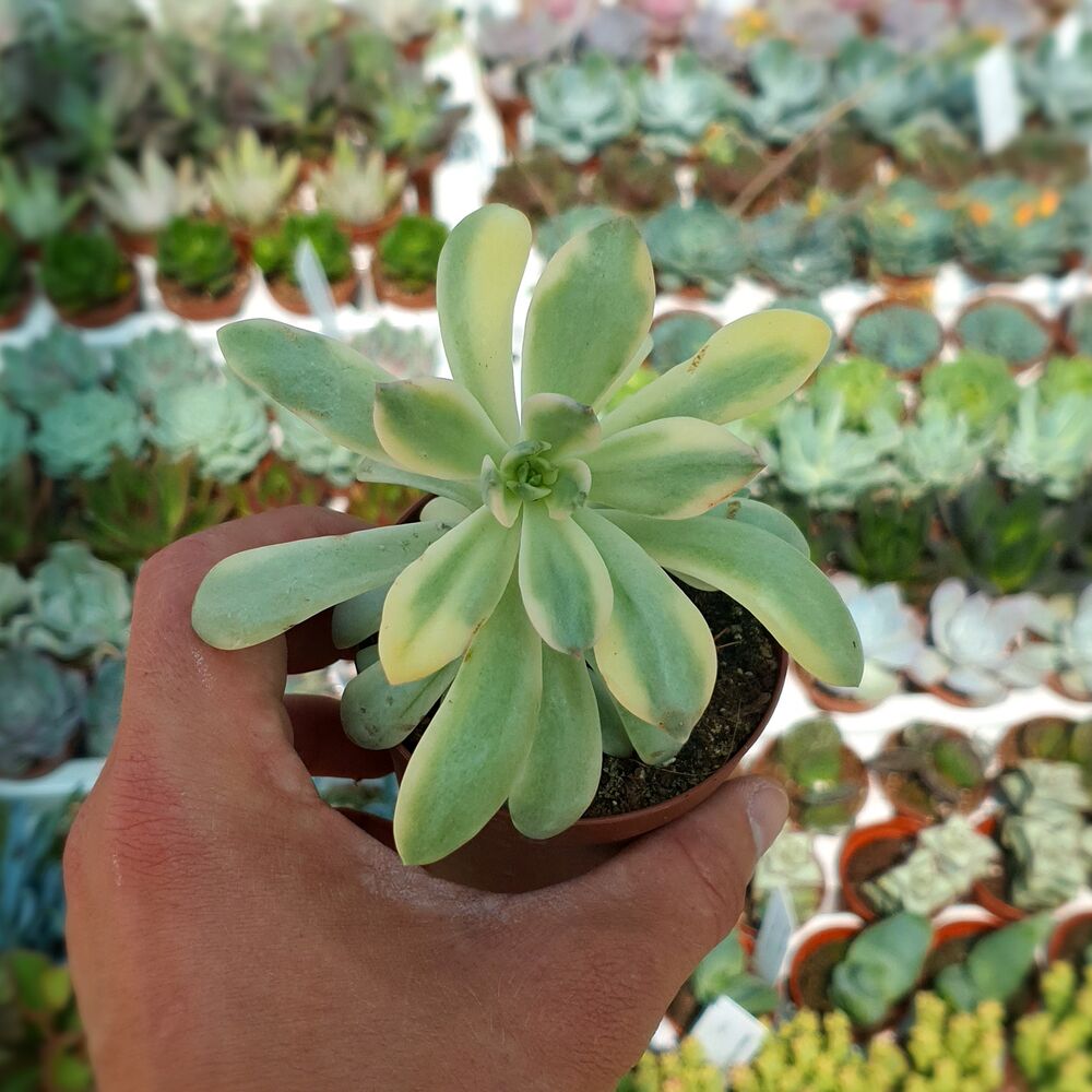 ECHEVERIA MINIBELLE VARIEGATA, image 