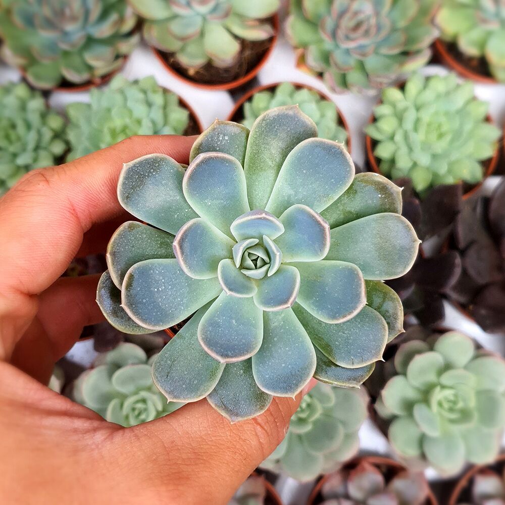 ECHEVERIA SECUNDA V. GLAUCA, image 