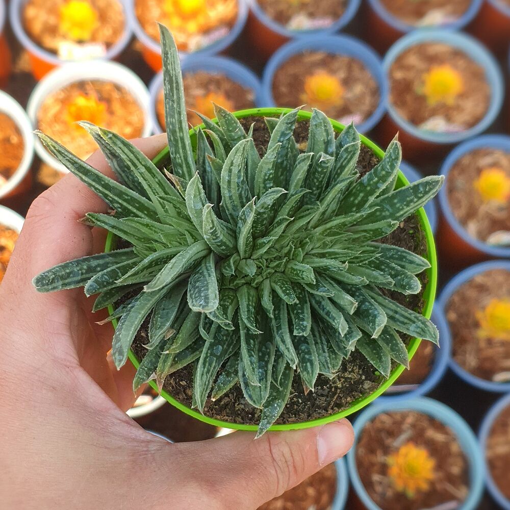 GASTERIA SPIRIT F. CRESTATA, image 