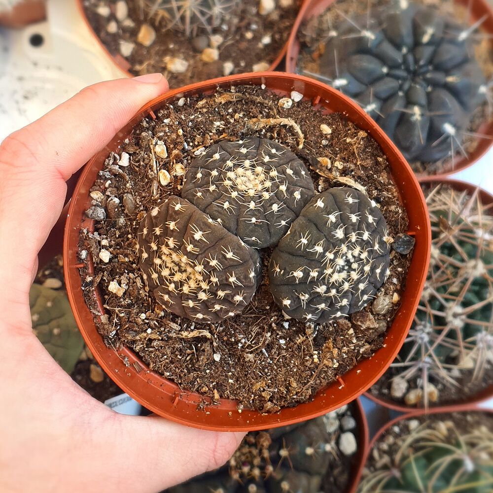 GYMNOCALYCIUM RAGONESEI, image 