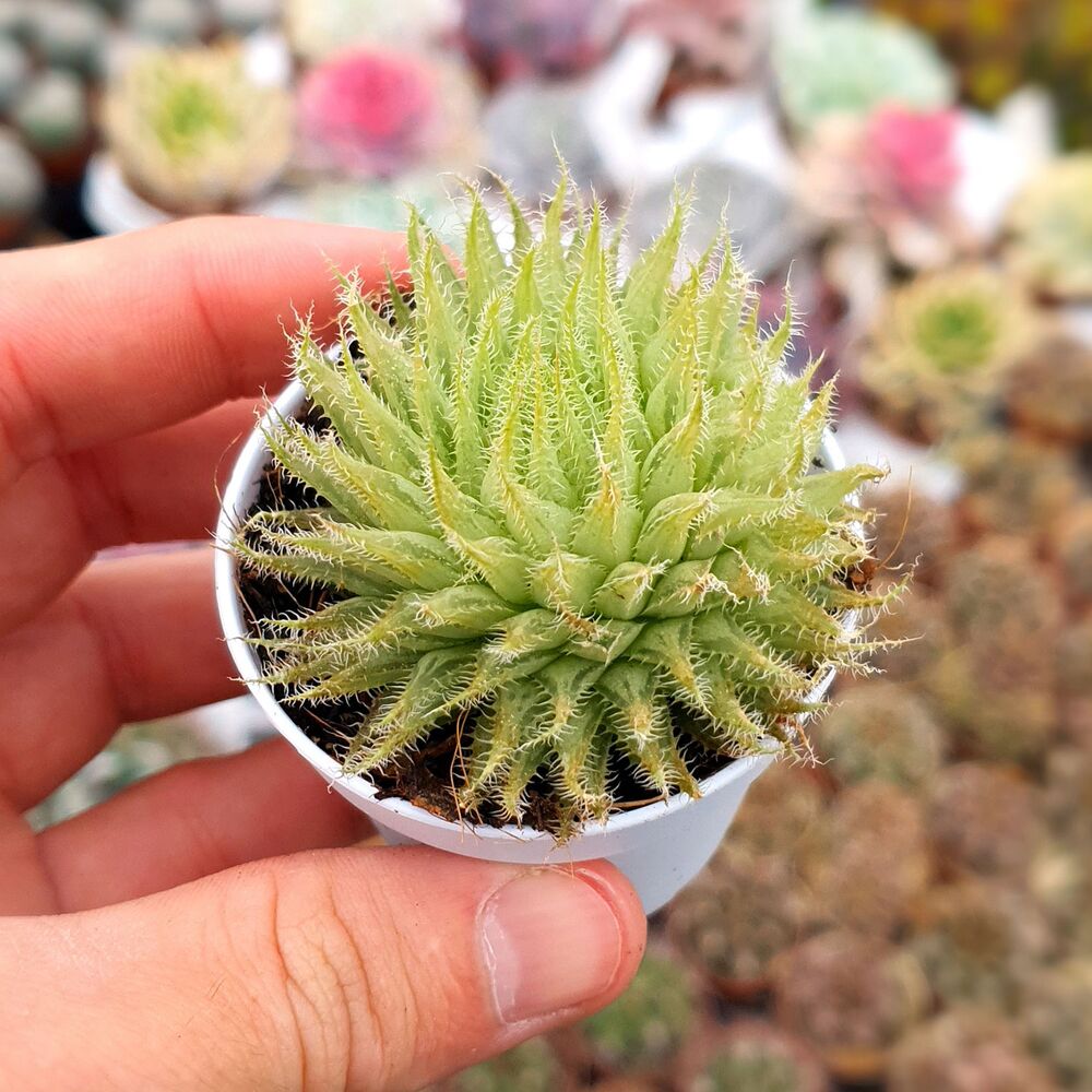 HAWORTHIA ARACHNOIDEA, image 