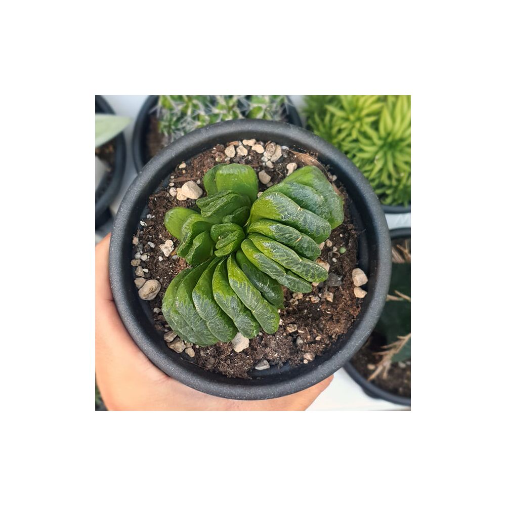 HAWORTHIA TRUNCATA CV. LIME GREEN, image 