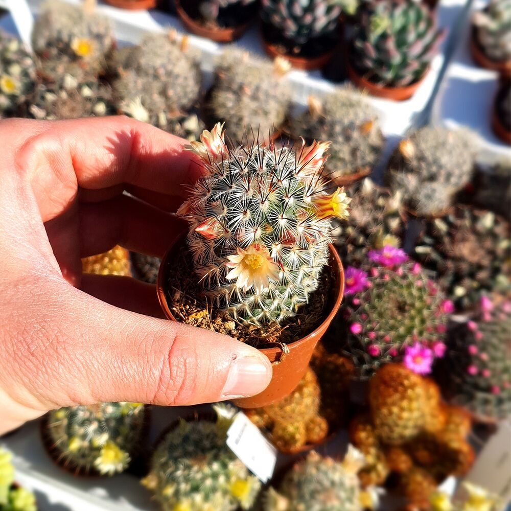 MAMMILLARIA MICROHELIA, image 