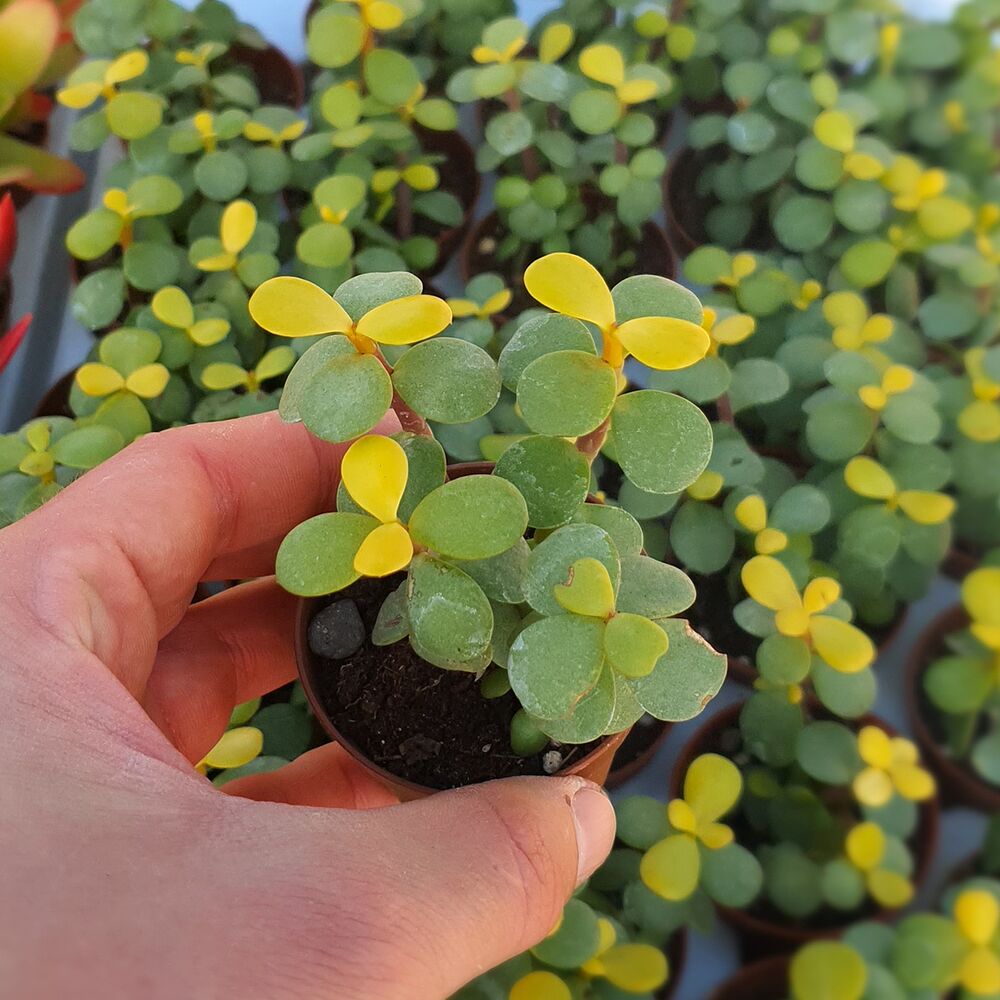 PORTULACARIA AFRA LEMON, image 