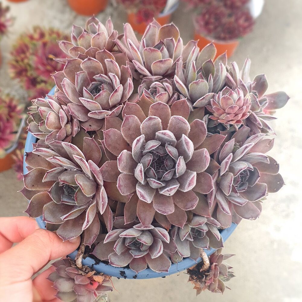 SEMPERVIVUM AQUILA, image 