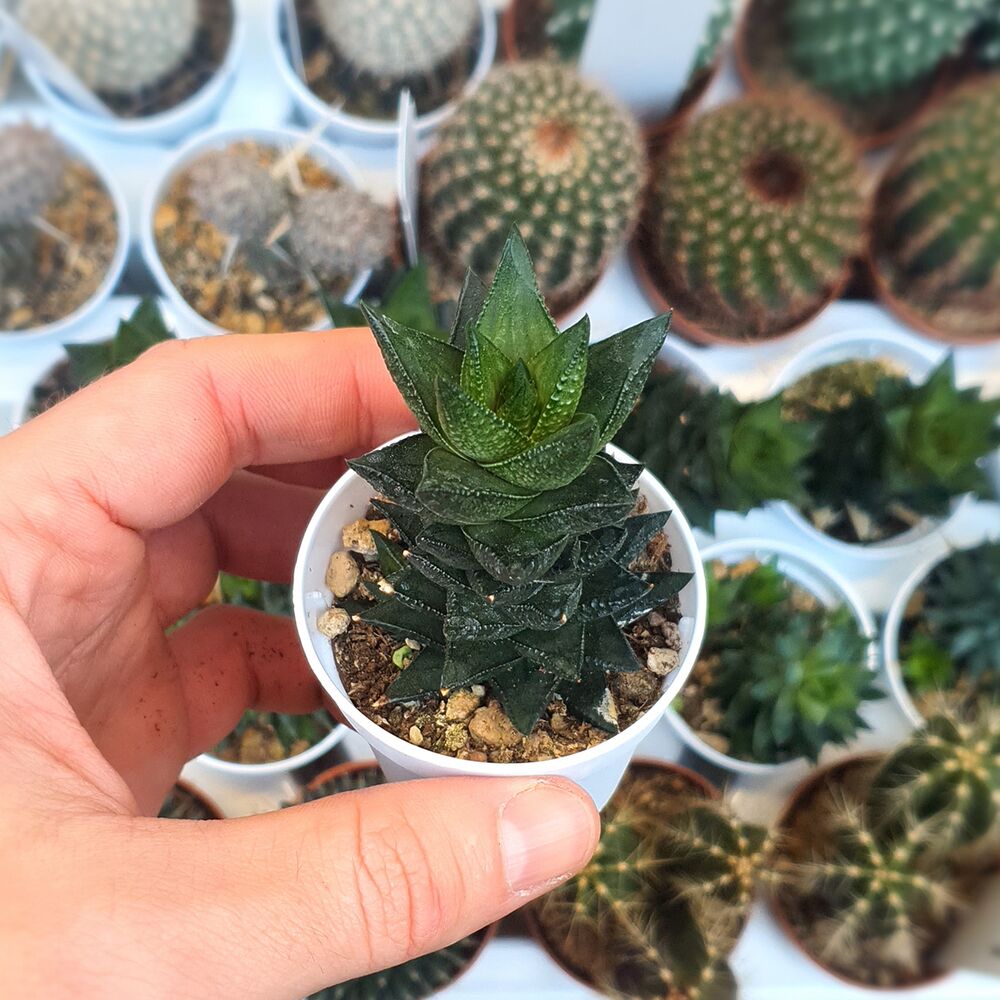 HAWORTHIA X RESENDEANA, image 