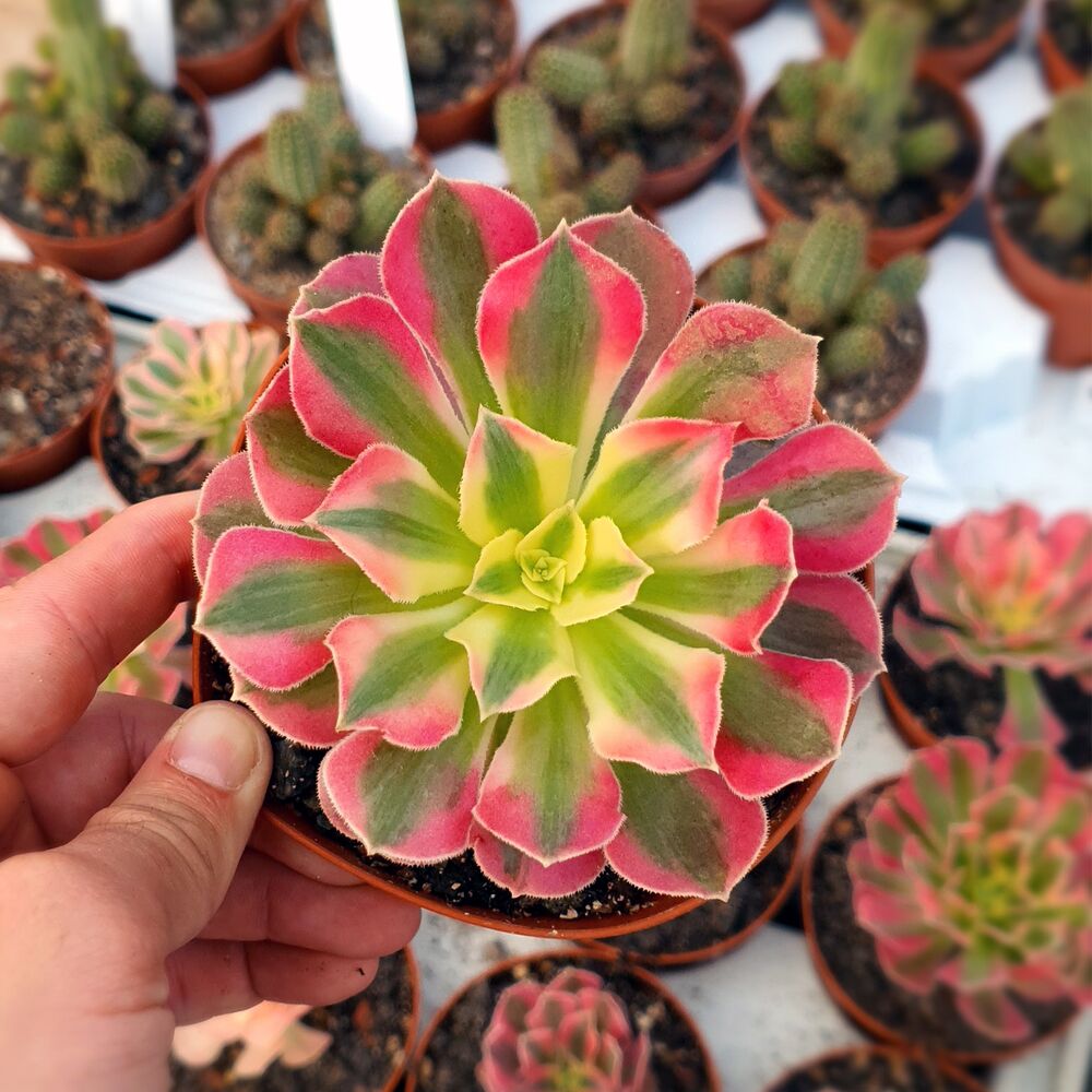 AEONIUM PINK WITCH, image 