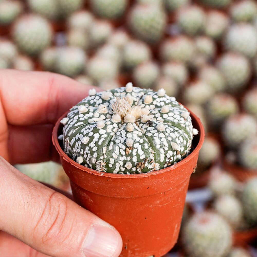 ASTROPHYTUM ASTERIAS CV. SUPERKABUTO (CITES APPENDIX I), image , 2 image