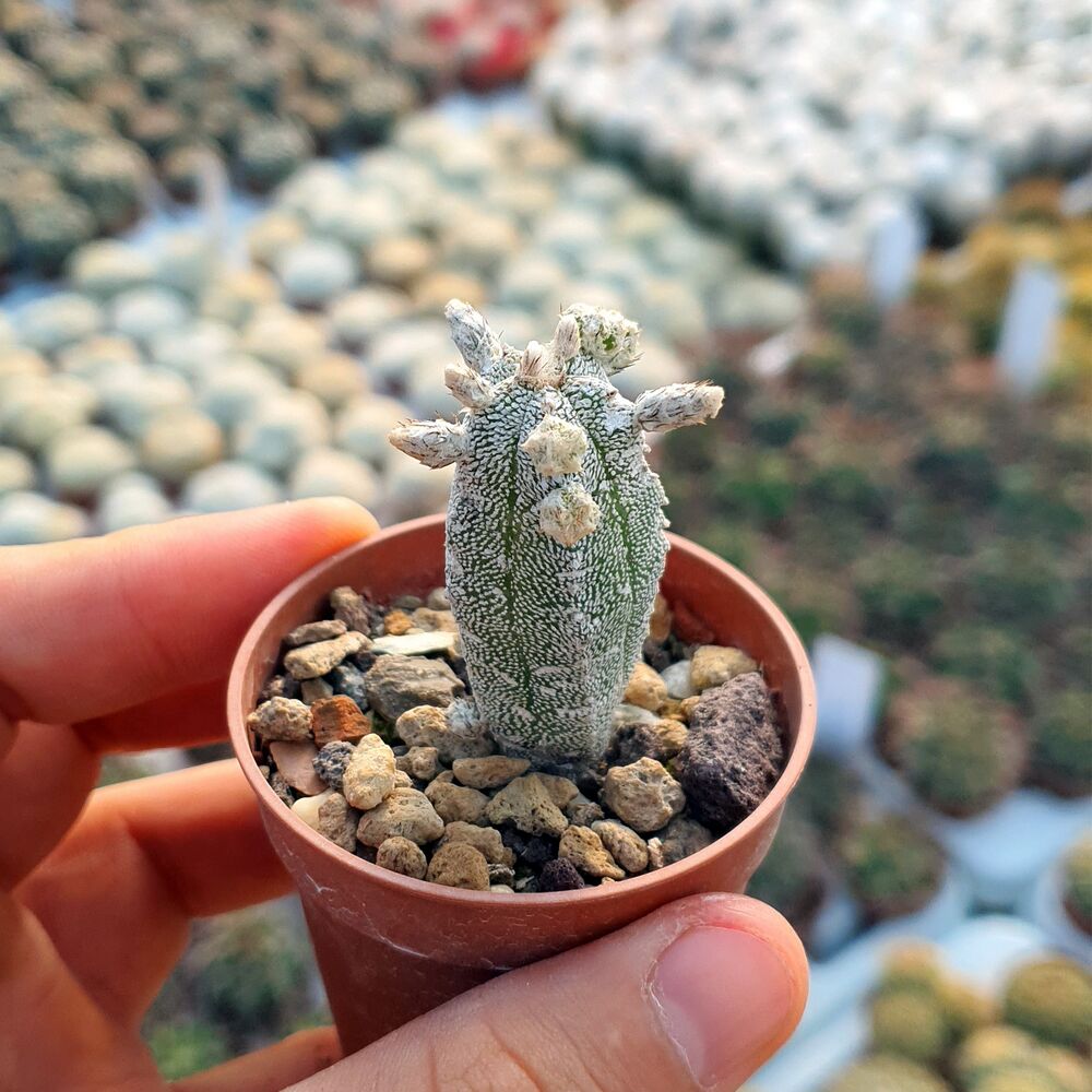 ASTROPHYTUM MYRIOSTIGMA CV. HUBOKI, image 