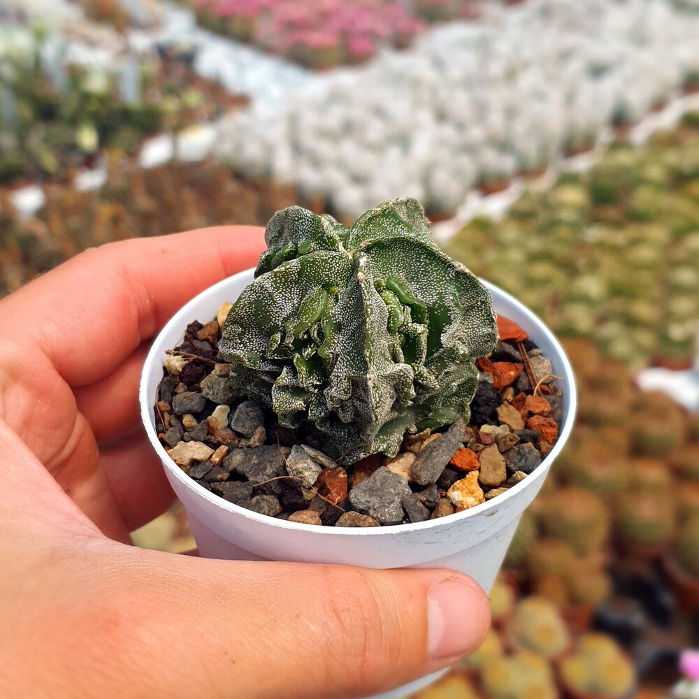 ASTROPHYTUM MYRIOSTIGMA FUKURYU, image 