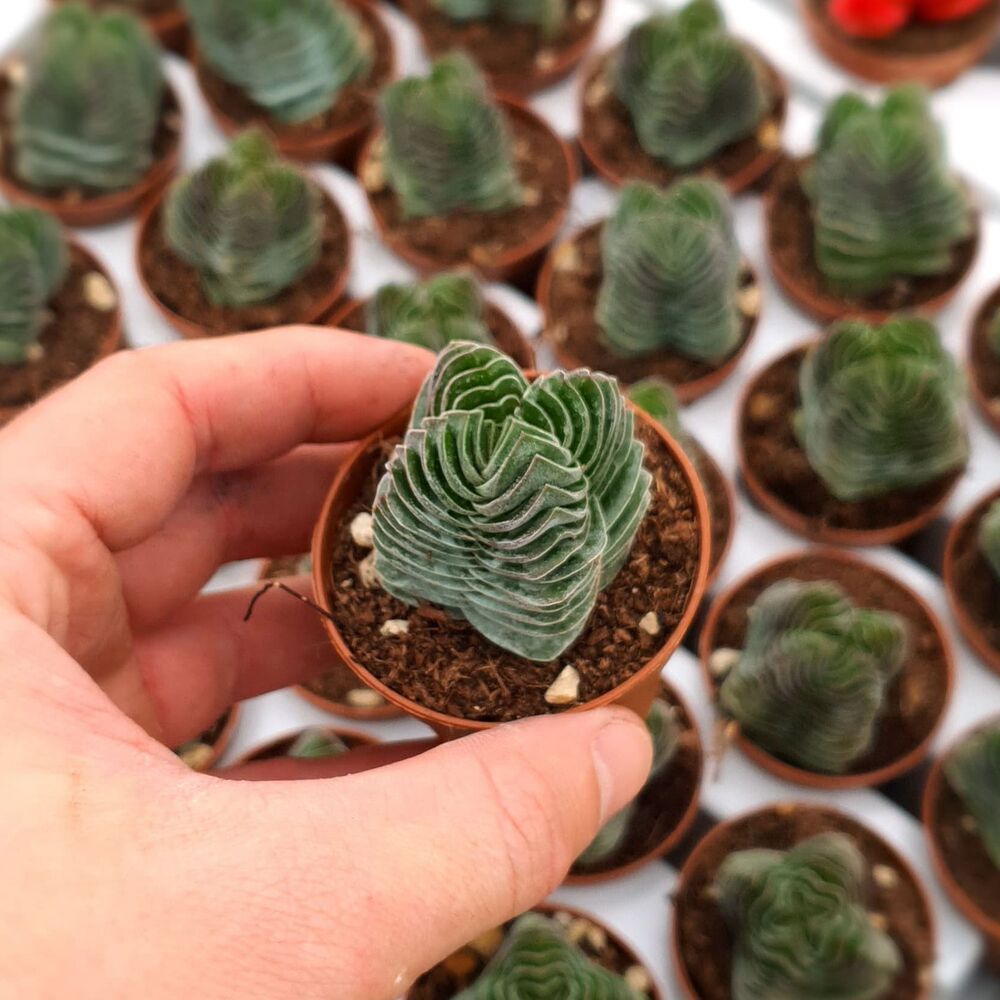 CRASSULA BUDDHA'S TEMPLE, image 