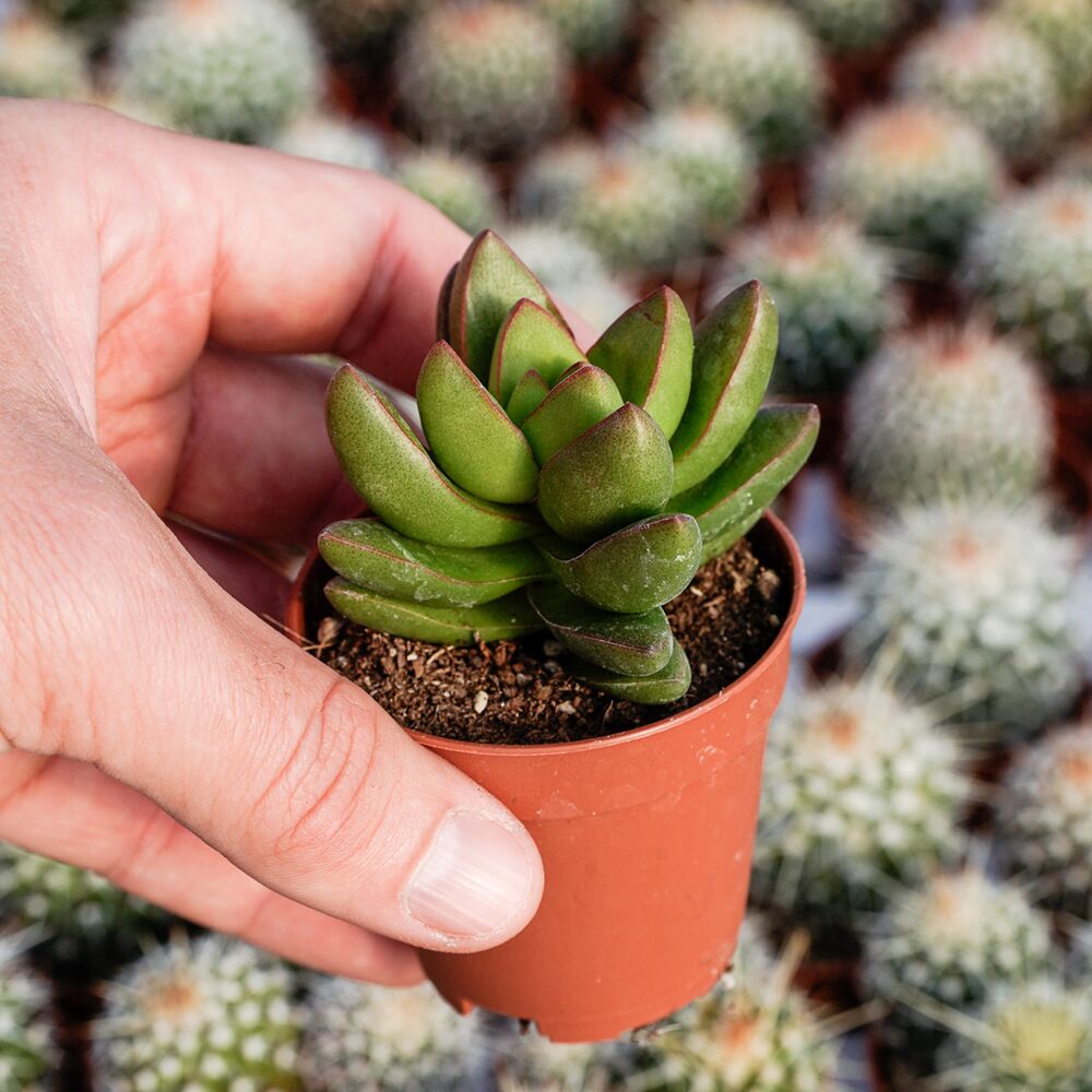 CRASSULA BENJAMIN, image 