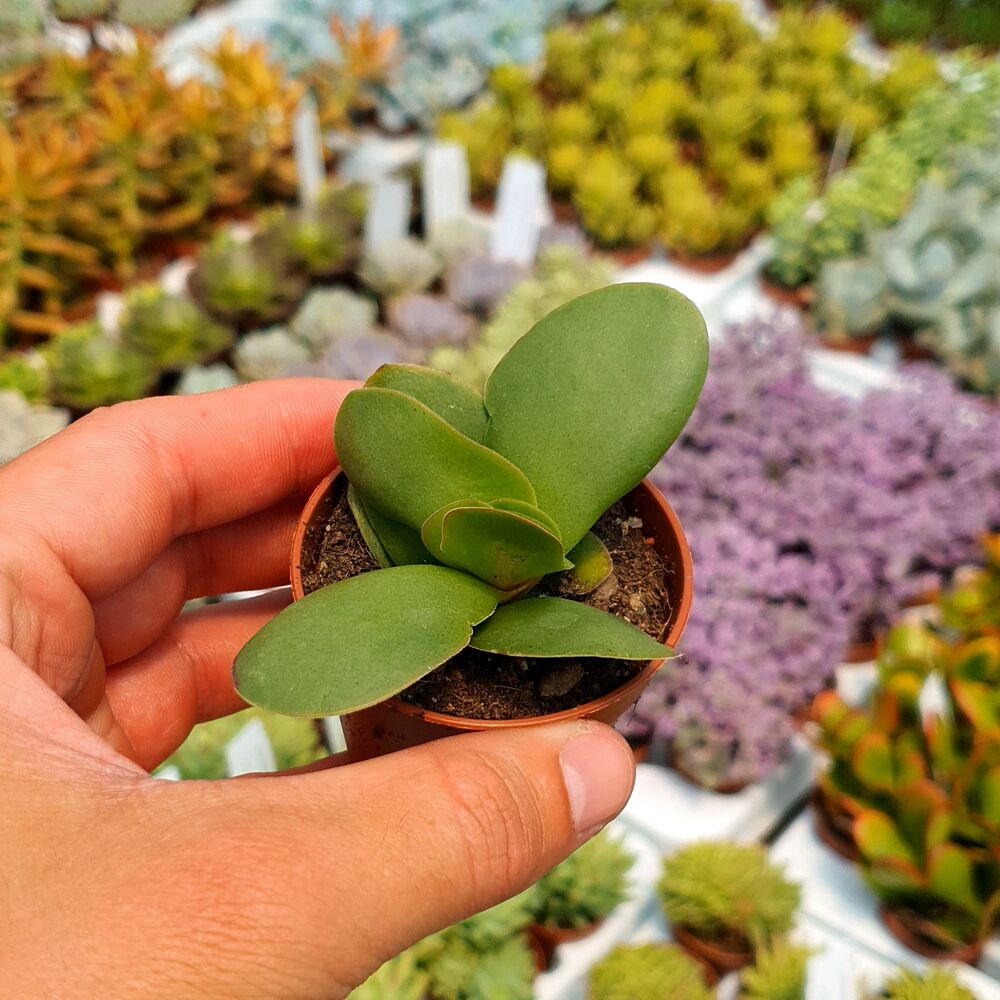 CRASSULA PERFOLIATA BORRACHA, image 