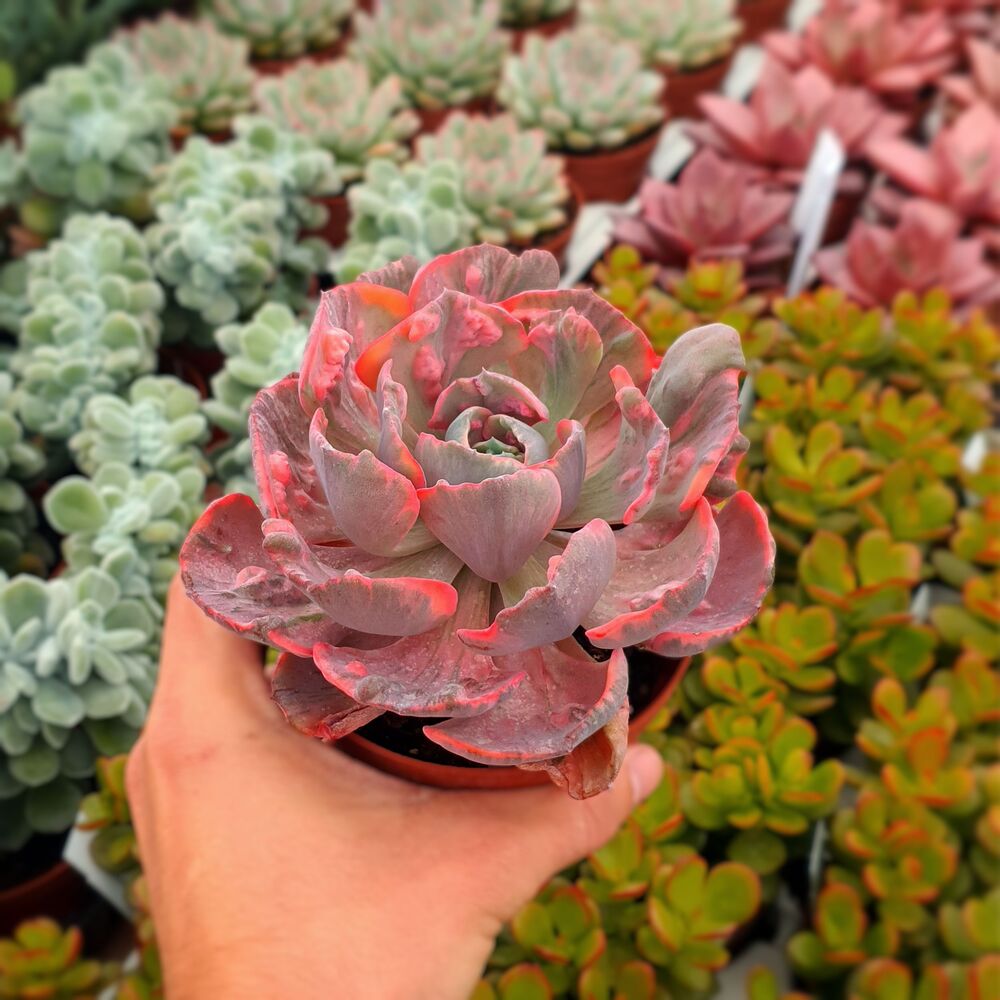 ECHEVERIA BEYONCE VARIEGATA, image 