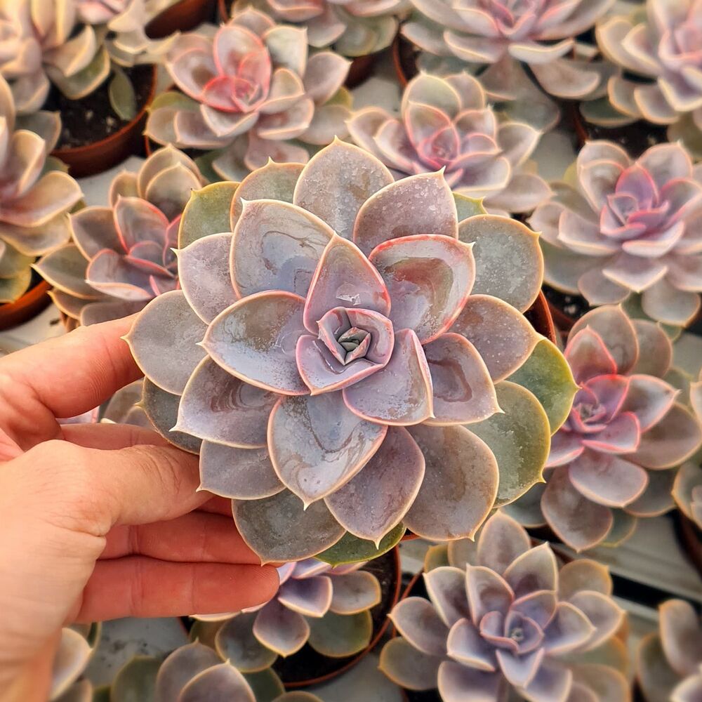 ECHEVERIA PERLE VON NURNBERG, image 