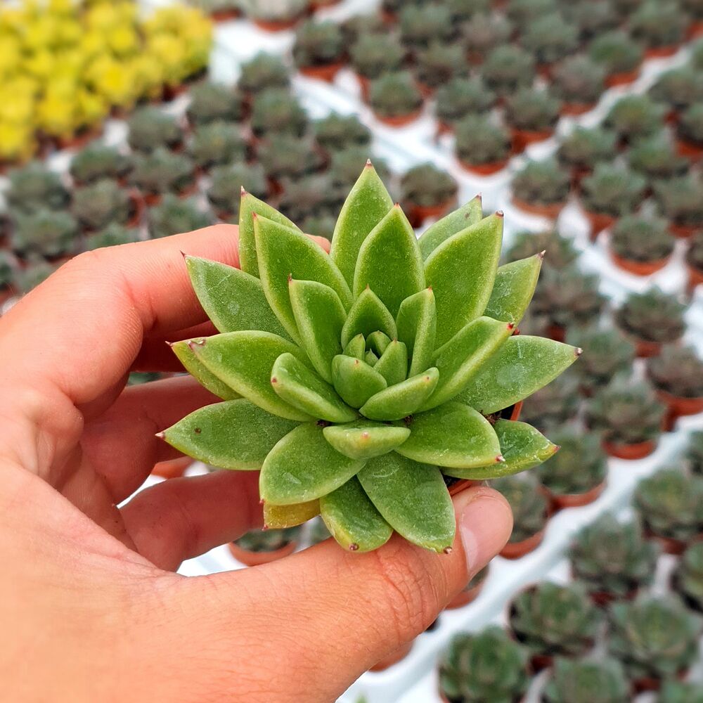 ECHEVERIA AGAVOIDES, image 