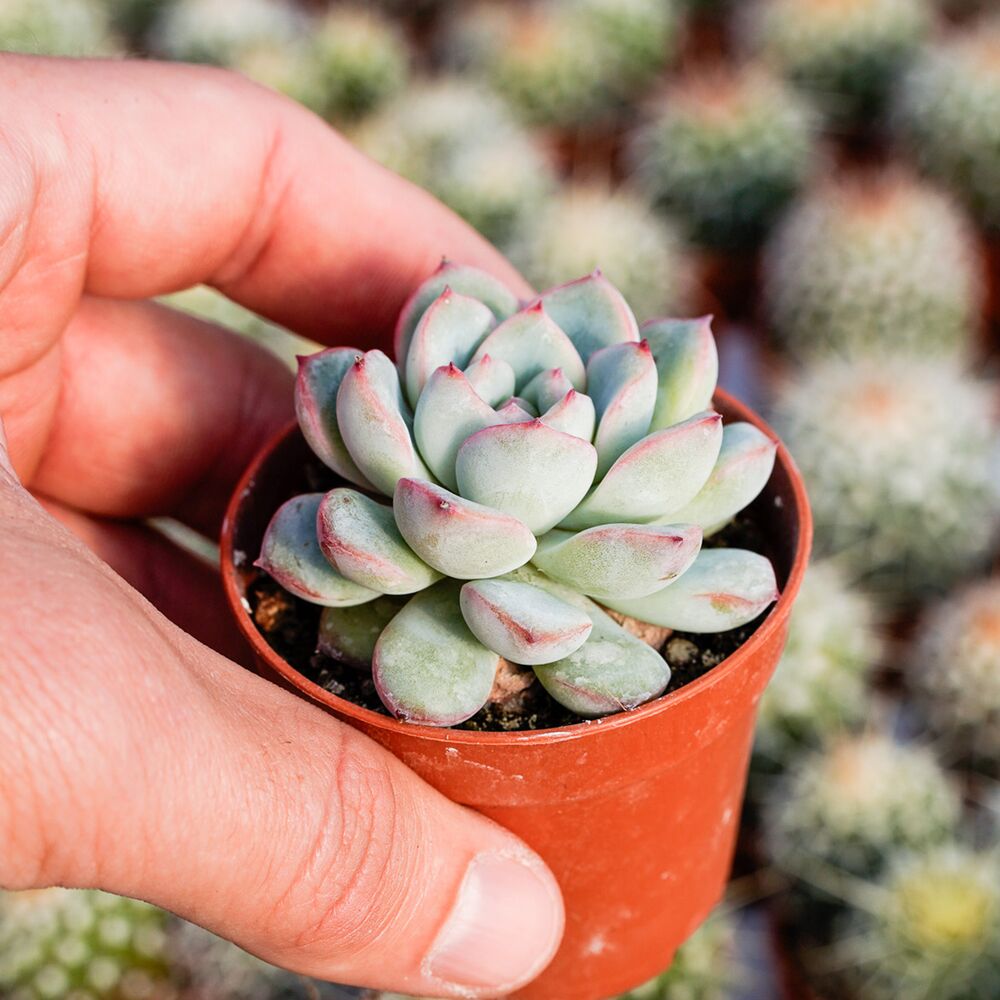 ECHEVERIA APUS, image 