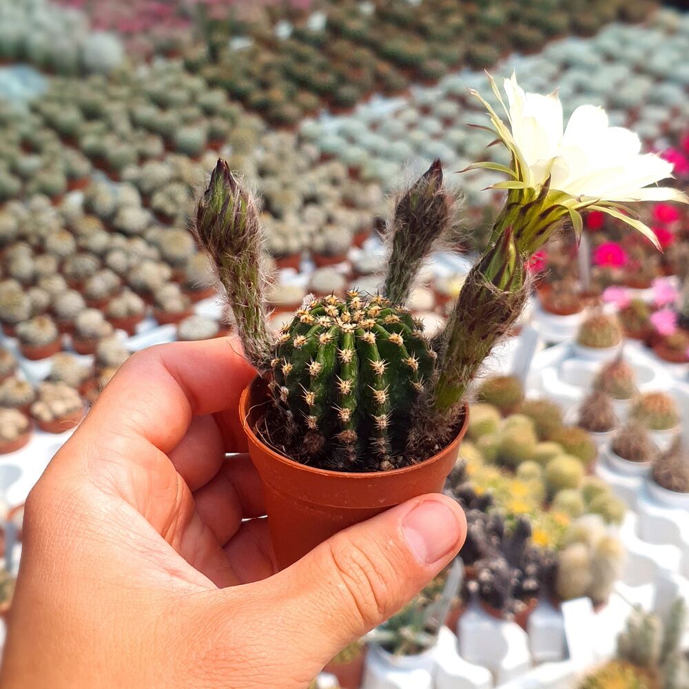 ECHINOPSIS EYRIESII HYB. WHITE, image 