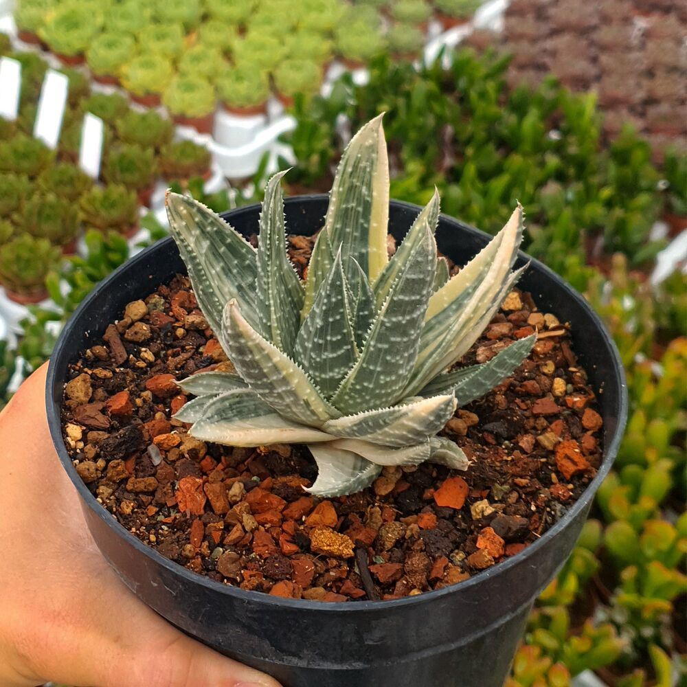 GASTERALOE BEGUINII VARIEGATA, image 