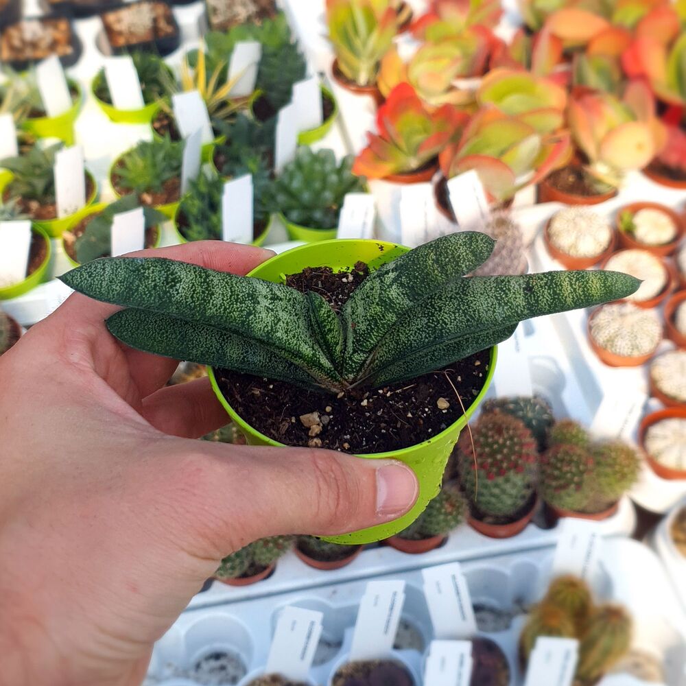 GASTERIA MACULATA, image 