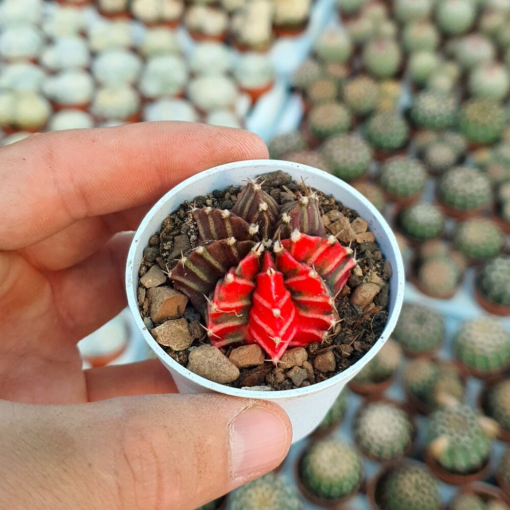 GYMNOCALYCIUM FRIEDRICHII VARIEGATA, image , 2 image