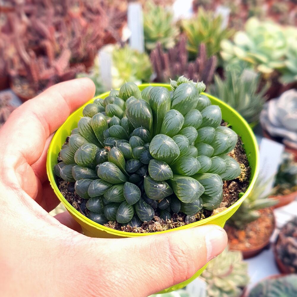 HAWORTHIA OBTUSA, image 