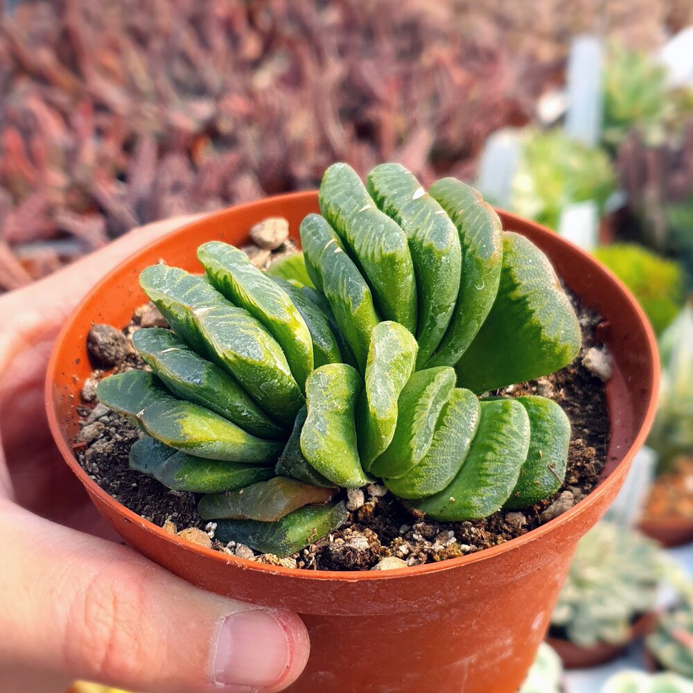 HAWORTHIA TRUNCATA CV. LIME GREEN, image 