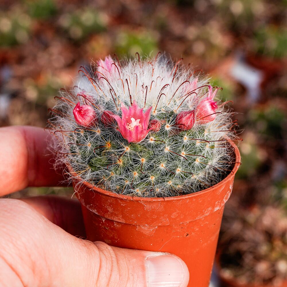 MAMMILLARIA BOCASANA CV. ROSEIFLORA, image 