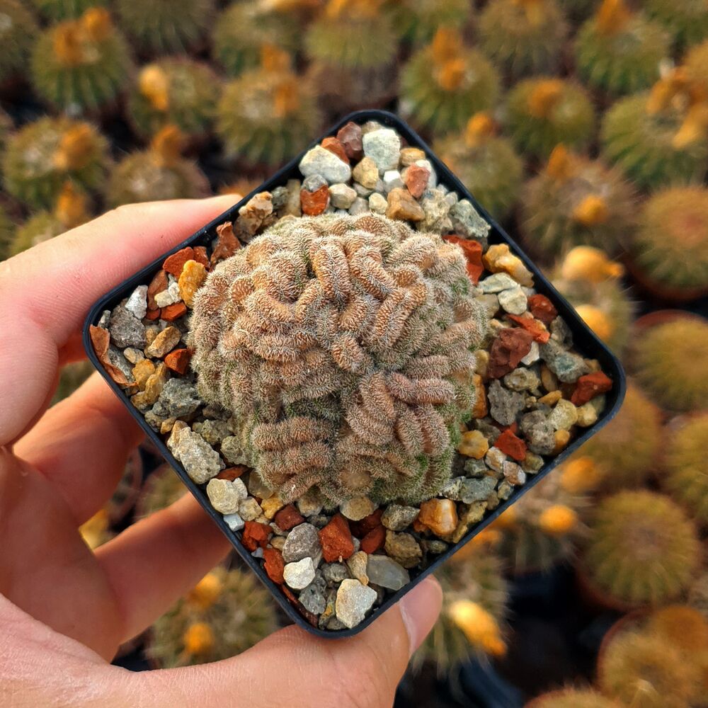 MAMMILLARIA COMPRESSA CV. YOKAN, image 