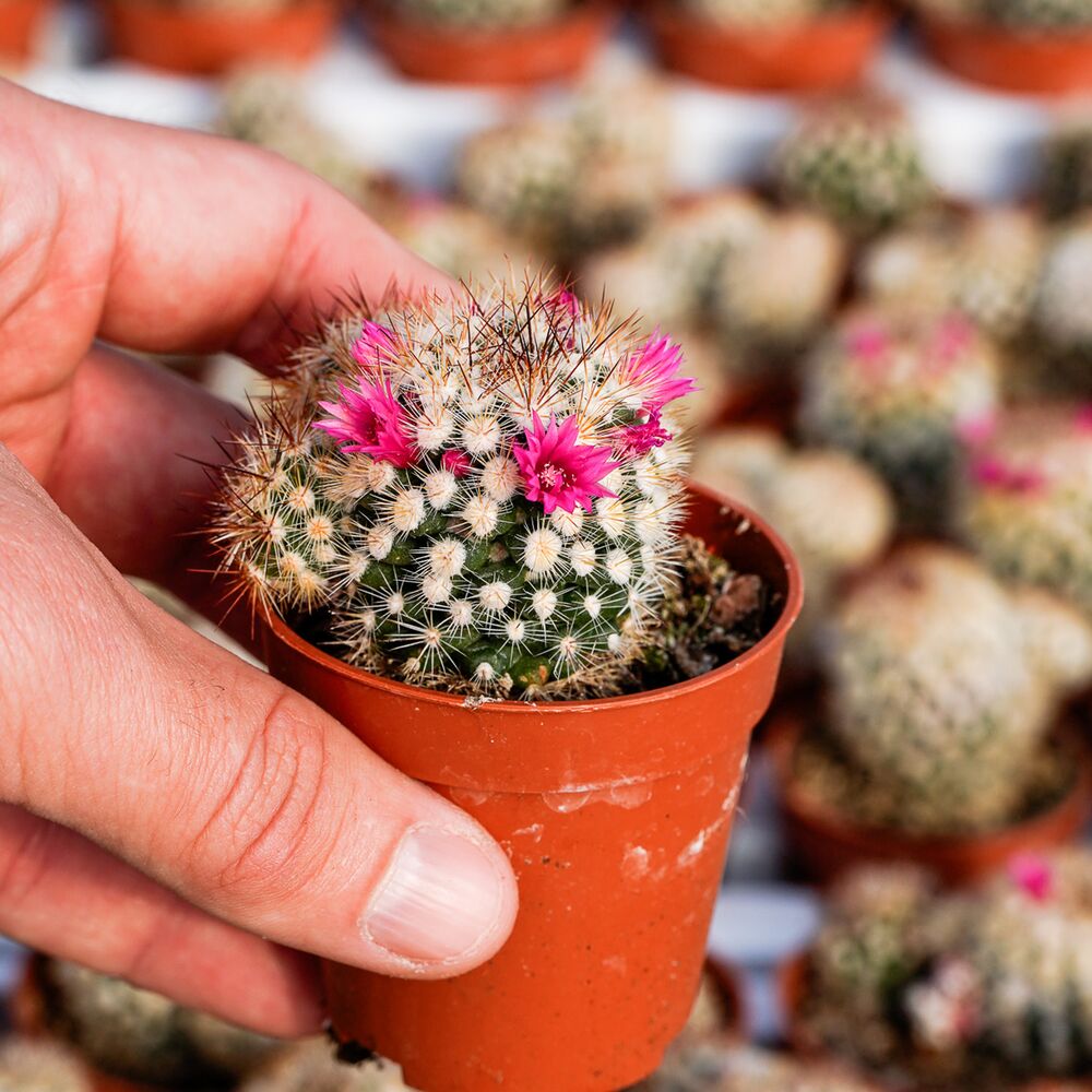 MAMMILLARIA GRACILIS, image 