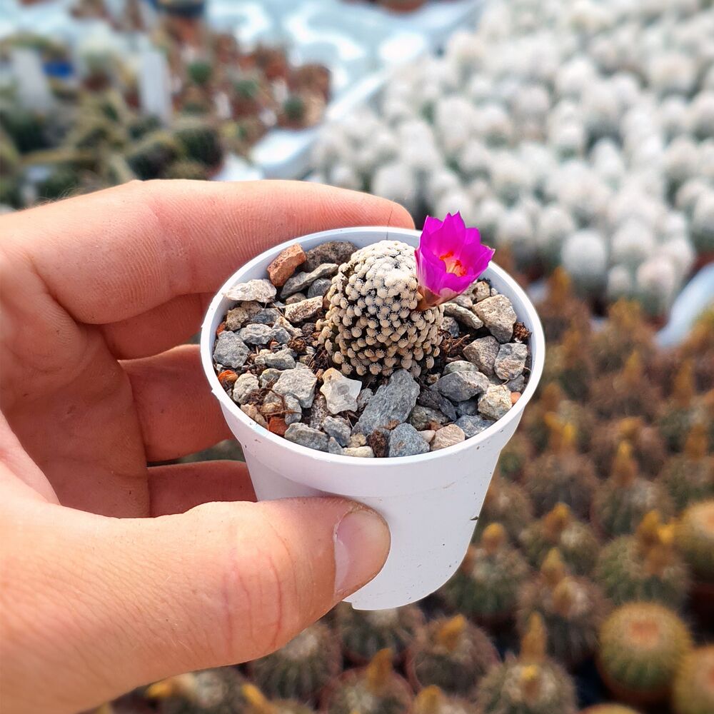 MAMMILLARIA LUETHYI, image 