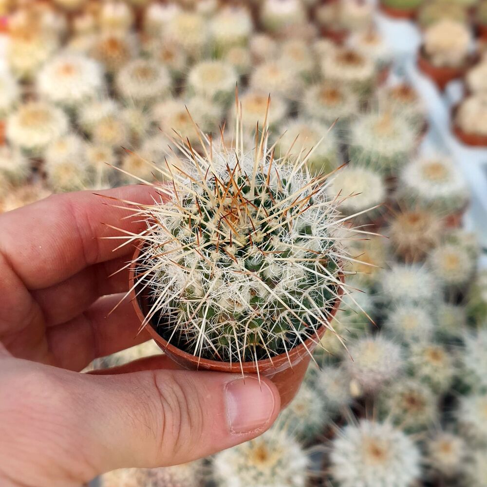 MAMMILLARIA NEJAPENSIS, image 