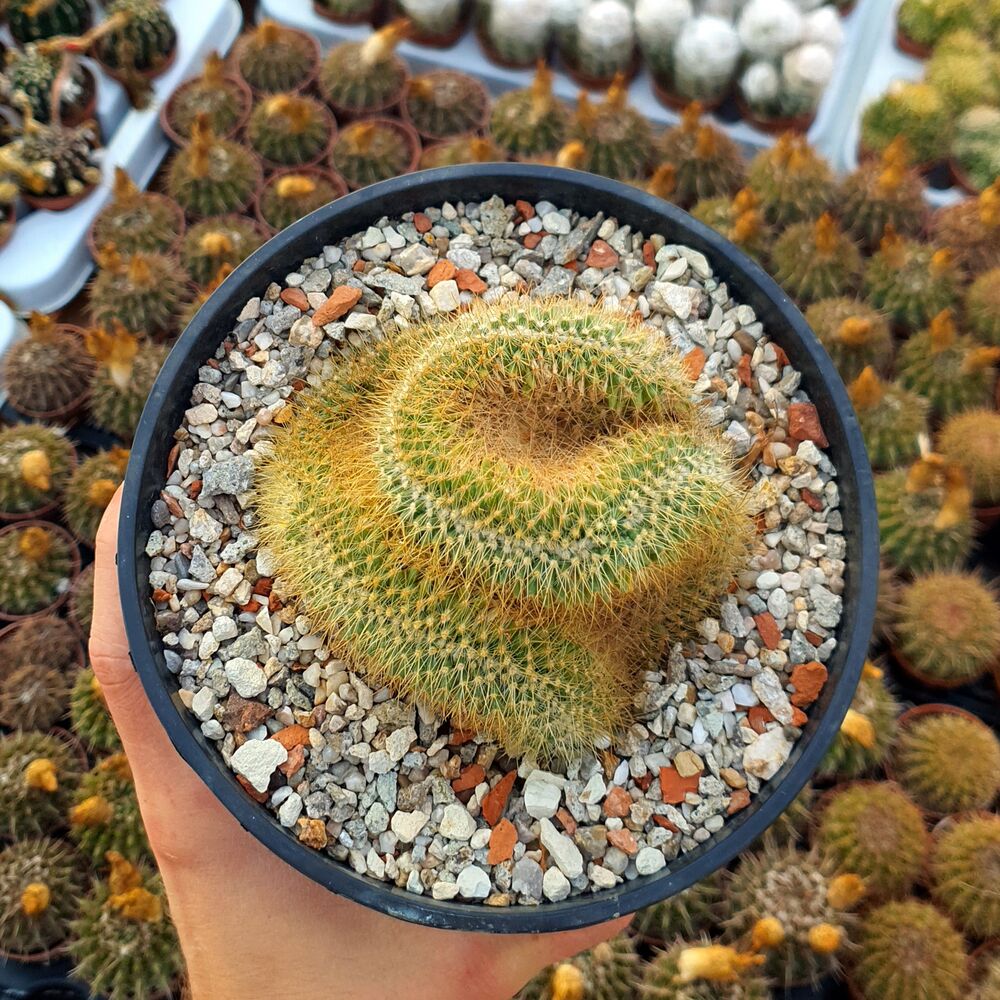 MAMMILLARIA PRINGLEI F. CRISTATA, image 