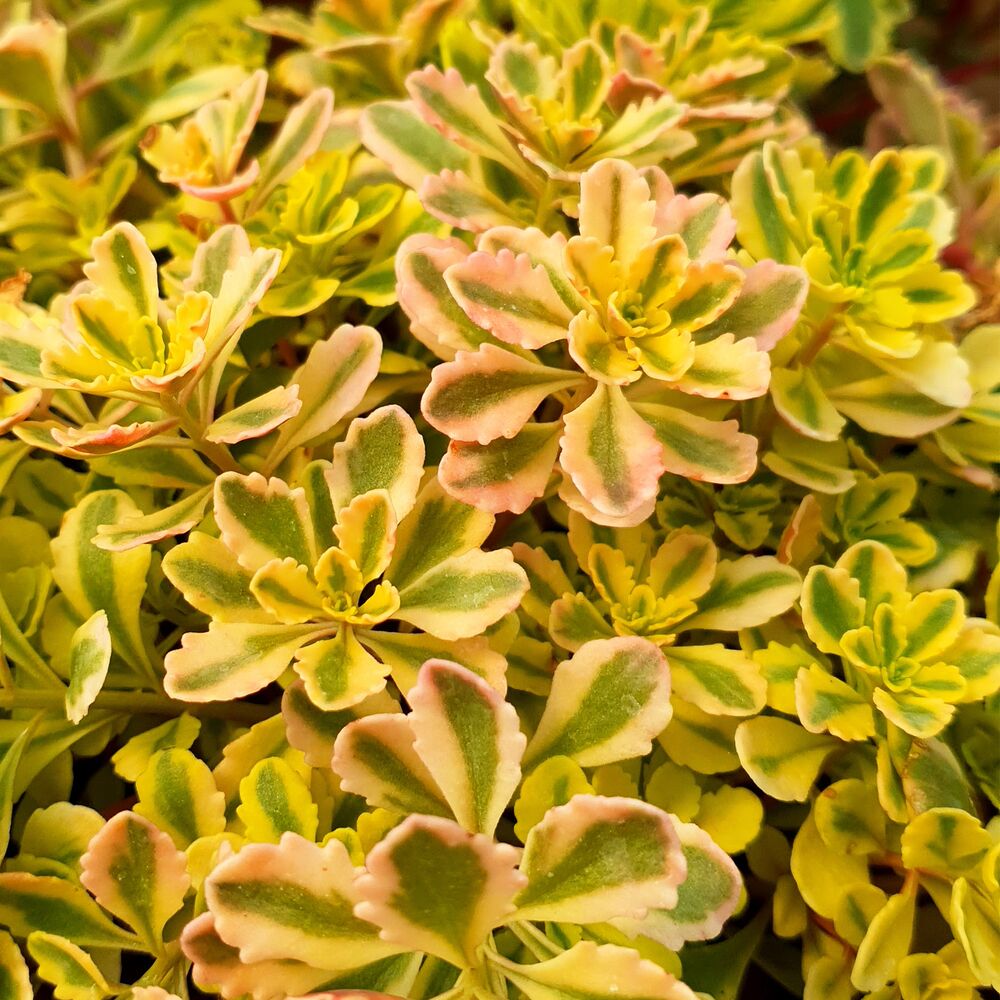 SEDUM KAMTSCHATICUM THE EDGE, image 