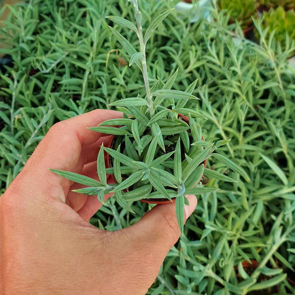 SENECIO HERREIANUS, image 