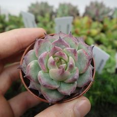 ECHEVERIA CHIHUAHUAENSIS, image _ab__is.image_number.default