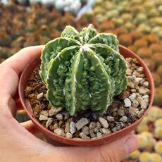 ASTROPHYTUM MYRIOSTIGMA NUDUM FUKURYU, image , 2 image