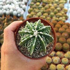 ASTROPHYTUM MYRIOSTIGMA FUKURYU TYPE B, image 