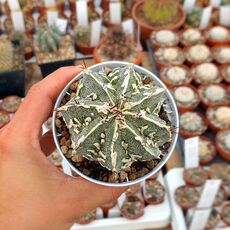 ASTROPHYTUM MYRIOSTIGMA FUJIYAMA AKWO, image 