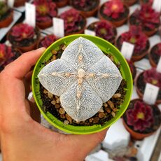 ASTROPHYTUM MYRIOSTIGMA QUADRICOSTATUM ONZUKA, image 