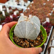 ASTROPHYTUM MYRIOSTIGMA QUADRICOSTATUM ONZUKA, image , 2 image