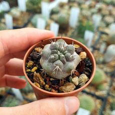 COPIAPOA COQUIMBANA, image 