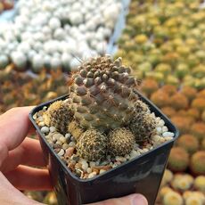 COPIAPOA TENUISSIMA, image 