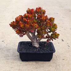 CRASSULA OVATA (BONSAI), image , 2 image