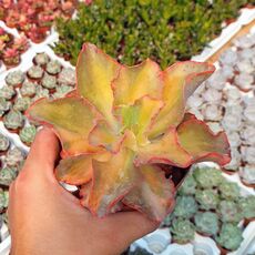 ECHEVERIA SANREMO VARIEGATA, image 