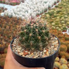 FEROCACTUS HAMATOCANTHUS, image 